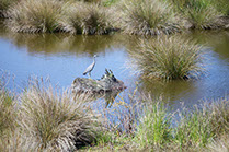 Boutique Horse Treks, Clive, New Zealand. Natural Horsemanship. Clive Wetlands.