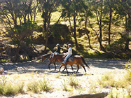 Boutique Horse Treks, Clive, New Zealand. Clearview Winery, Te Awanga