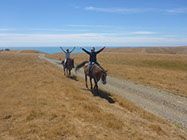 Boutique Horse Treks, Clive, New Zealand. Clearview Winery, Te Awanga
